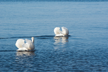 Nature & Wildlife